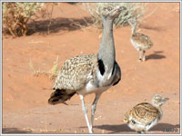 El-Bayadh / Faune L'cher de 100 jeunes outardes