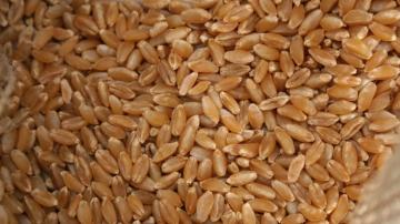 حجز 190 قنطار من القمح الصلب المعد للتهريب في عملية نوعية لأمن دائرة بئر مقدم في تبسة