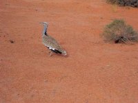 Lâcher de 100 jeunes outardes dans la région de Zeboudj (El-Bayadh)