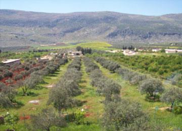 تسليم 3100 عقد امتياز فلاحي بغليزان لم يتبق من العملية سوى 469 ملف