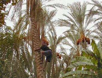 تلف أكثر من 300 نخلة مثمرة في 