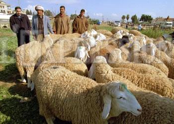 L'injustifiable saignée LES PRIX DU MOUTON FLAMBENT