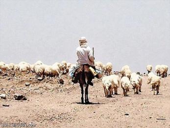 راع يقتل عشرينيا في بوشطاطة بسكيكدة