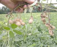 El Taref Les arachides arrivent