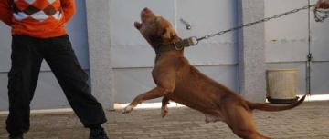 توقيف ثلاثة أشخاص كانوا يعتدون على المواطنين بواسطة كلب سيدي بلعباس