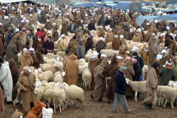 هلاك عشرات رؤوس الأغنام بمستغانم أرجعها المربون إلى حملات التلقيح
