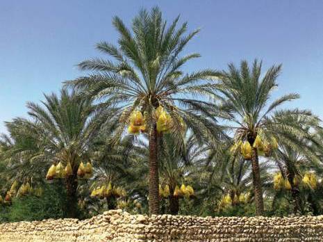 Généralisation du traitement phytosanitaire biologique Phoeniciculture à Biskra