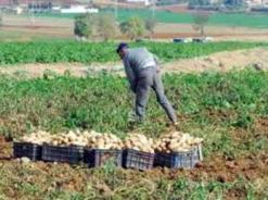 1500 هكتار من البطاطا معرضة للتلف ببني راشد بالشلف أصحابها حرموا من الأسمدة والأدوية لمعالجتها