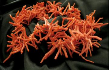 Après 13 ans de fermeture : Reprise de la pêche au corail en 2014