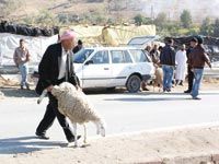 Les prix du mouton s'emballent déjà Aïd : encore un autre sacrifice