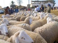 Cheptel ovin : les professionnels écartent une forte hausse des prix pour l'Aïd El Adha