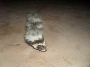 Zorille du Sahara observer a Tiout