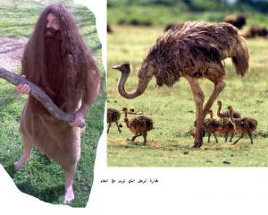 قصة هداره الرجل الذي عاش مع النعام