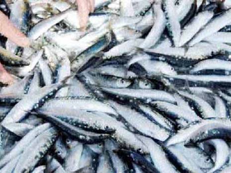 Du poisson surgelé, décongelé et vendu comme frais