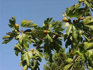العلاج بالتين