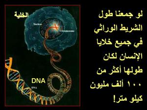 الطول المذهل!