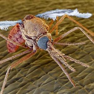 البعوضة والإنسان