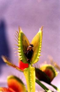 نبات يتغذى على الحشرات!!