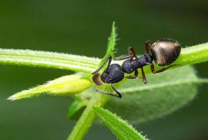 التكافل بين النمل والشجر