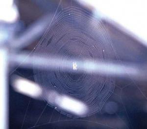 أوهن البيوت