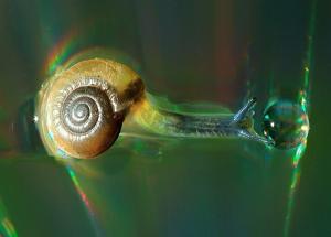 حلزون وقطرة ماء