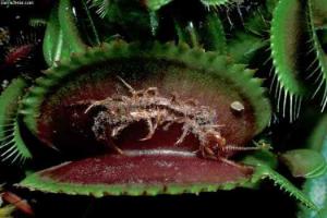 نباتات مفترسة