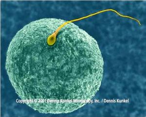 فلينظر الإنسان ممَّ خُلق!!