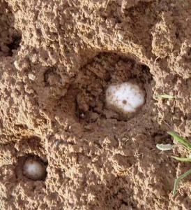 حبة بَرَد عملاقة