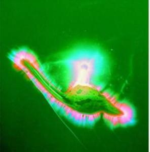 كيف يتم الشفاء بالقرآن؟