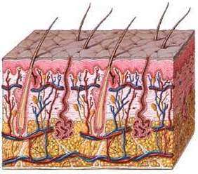 الجلد يتكلم ... سبحان الله!***3