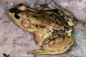 ضفدع قصب السكر***2