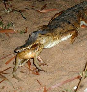 ضفدع قصب السكر**3