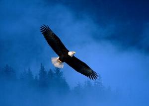 العاطفة عند الحيوان*2