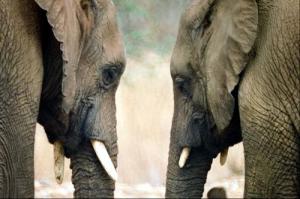 أسرار جديدة في عالم الحيوان----الفيلة