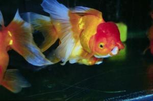 أسرار جديدة في عالم الحيوان---الاسماك