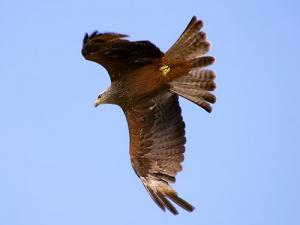 أسرار جديدة في عالم الحيوان---الطيور***1***