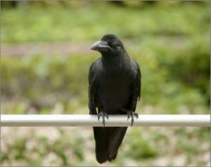 أسرار جديدة في عالم الحيوان***2***