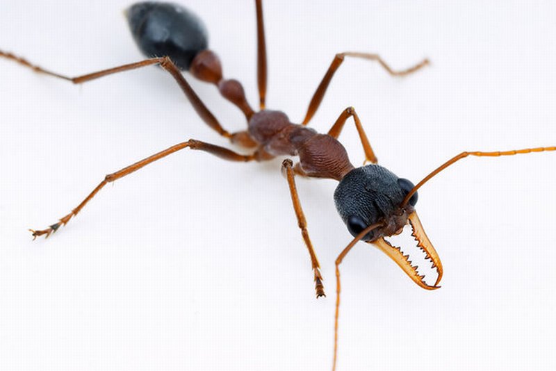 فك النملة أقوى من فك التمساح!