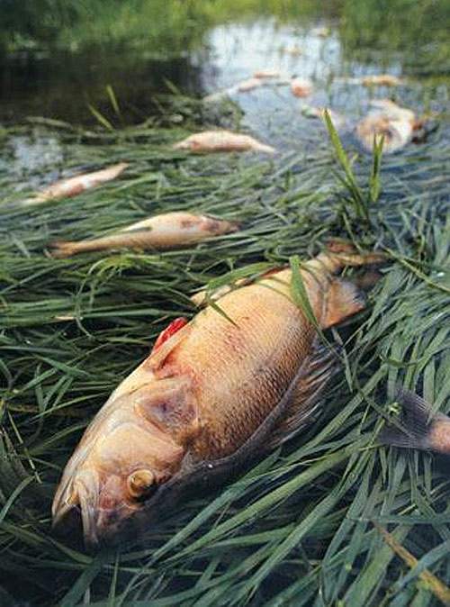 ظهر الفساد في البر والبحر