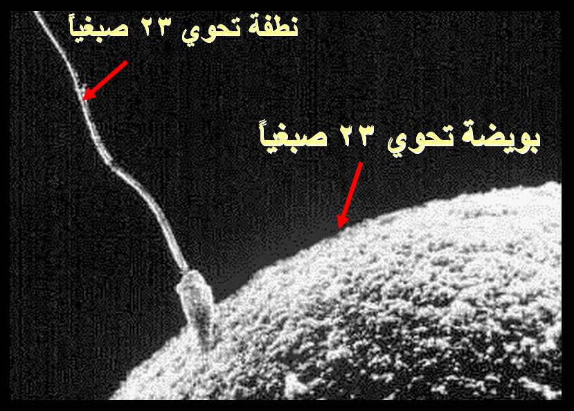 النطفة والبويضة