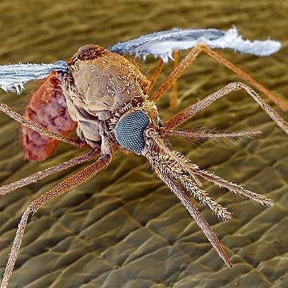 البعوضة والإنسان