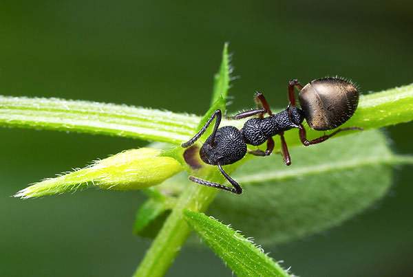 التكافل بين النمل والشجر
