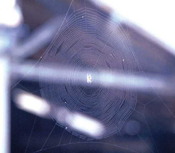 أوهن البيوت