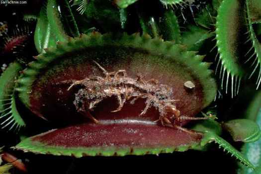 نباتات مفترسة