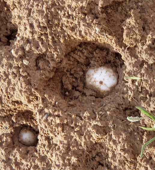 حبة بَرَد عملاقة