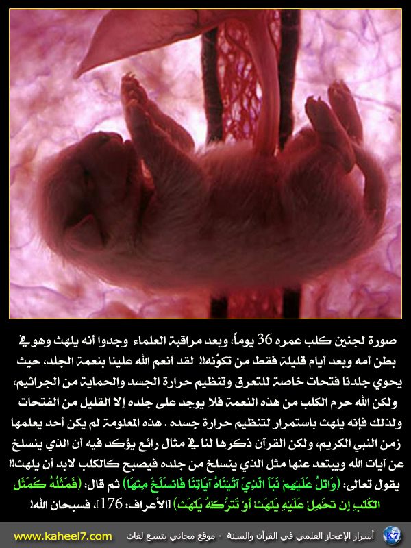 صورة وآية: الكلب يلهث