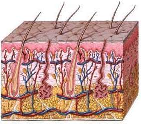 الجلد يتكلم ... سبحان الله!***3
