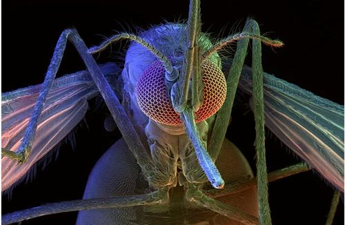 البعوضة: هي القاتل الأول في العالم!!