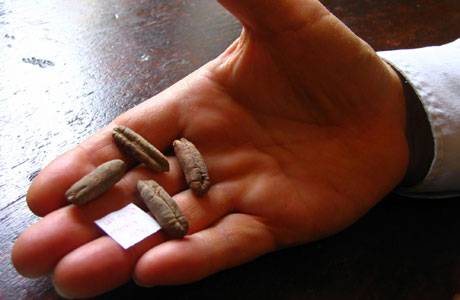 يخرج الحي من الميت**1