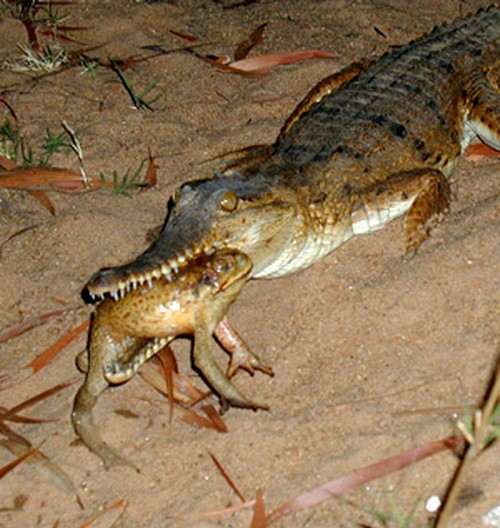 ضفدع قصب السكر**3